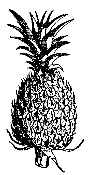 Fig. 1.--Fruit of the pine-apple.