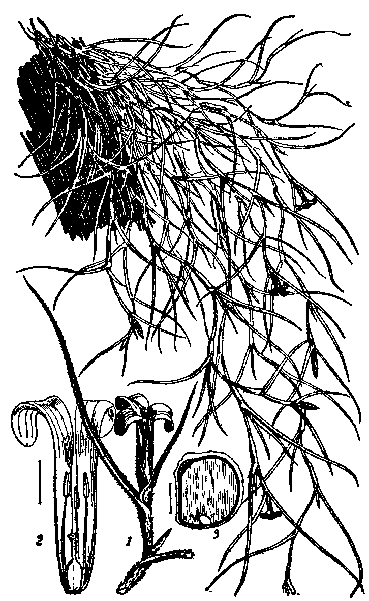 Fig. 2.--Tillandsia usneoides.