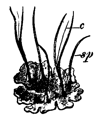 Fig. 10.--Anthoceros laevis.