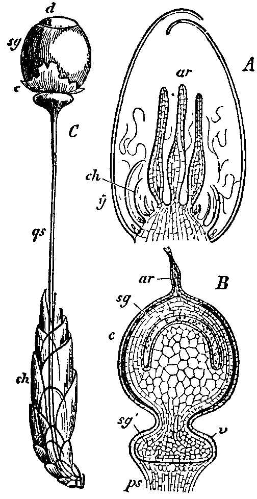 Fig. 13.--Sphagnum acutifolium.