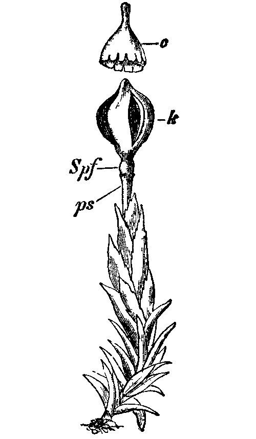 Fig. 14.--Andreaea petrophila.