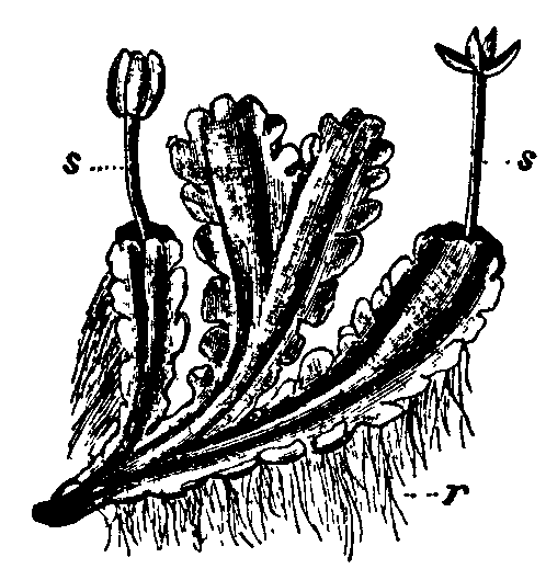 Fig. 7.--Blasia pusilla.