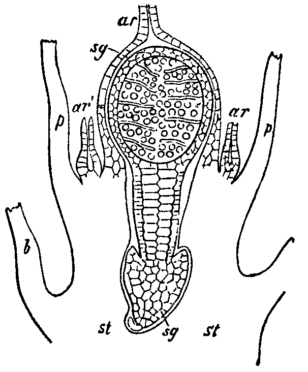 Fig. 9.--Cephalozia bicuspidata.