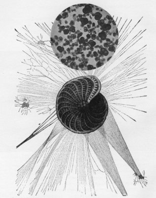 THE INSET CIRCLE SHOWS A GROUP OF CHALK-FORMING ANIMALS, OR FORAMINIFERA, EACH ABOUT THE SIZE OF A VERY SMALL PIN'S HEAD