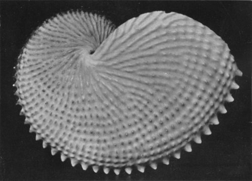 THE PAPER NAUTILUS (ARGONAUTA), AN ANIMAL OF THE OPEN SEA