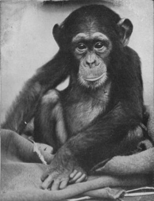 CHIMPANZEE