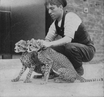 YOUNG CHEETAHS, OR HUNTING LEOPARDS